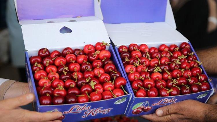 Türkiye’den dünyaya kilo kilo satılıyor İhracatı 5’e katlıyor: Ağrıları bıçak gibi kesen doğal ağrı kesici, iltihabın kökünü kurutuyor