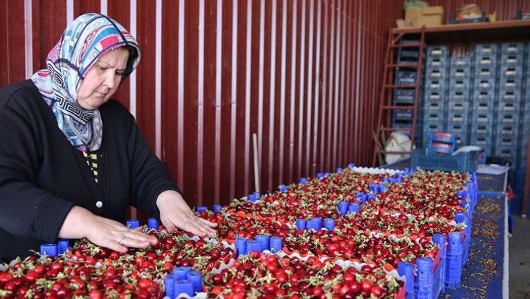 Türkiye’den dünyaya kilo kilo satılıyor İhracatı 5’e katlıyor: Ağrıları bıçak gibi kesen doğal ağrı kesici, iltihabın kökünü kurutuyor