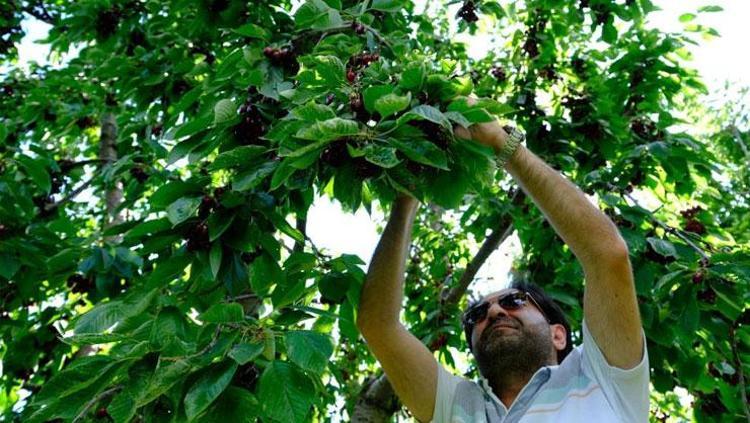 DÜNYANIN EN GÜÇLÜ C VİTAMİNİ KAYNAĞI
