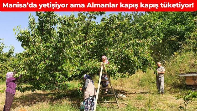 Türkiye’den dünyaya kilo kilo satılıyor İhracatı 5’e katlıyor: Ağrıları bıçak gibi kesen doğal ağrı kesici, iltihabın kökünü kurutuyor