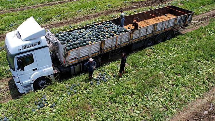 Adanadan Avrupaya kapış kapış satılıyor Kilosu 10 TL: Potasyum, C vitamini ve magnezyum zengini, 1 dilimi bile kolesterolü damardan siliyor
