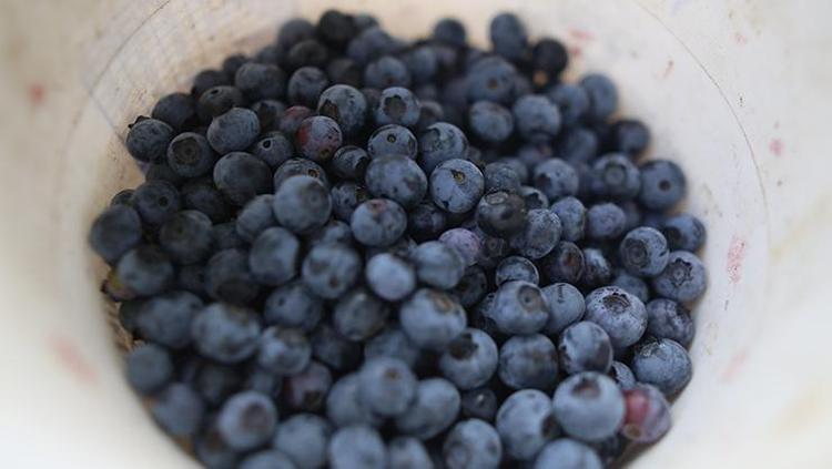 Bursada hasadı başladı Kilosu 300 TLden dünyaya satılıyor: Demir, magnezyum ve çinko depolarını fulleyip bağırsak enfeksiyonlarını yok ediyor