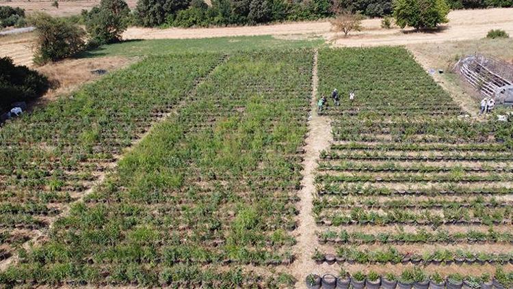 BİRÇOK VİTAMİNİ İÇİNDE BARINDIRIYOR