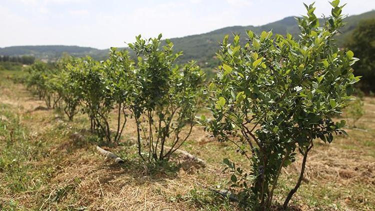 “KİLOGRAM FİYATI 300 LİRA”