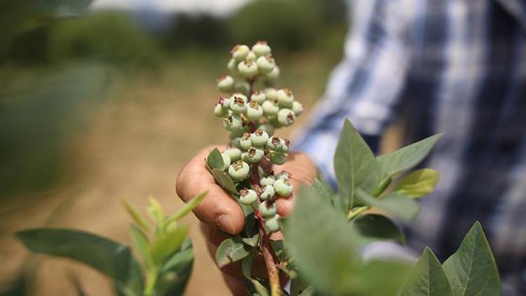 İHRACATI DA YAPILIYOR