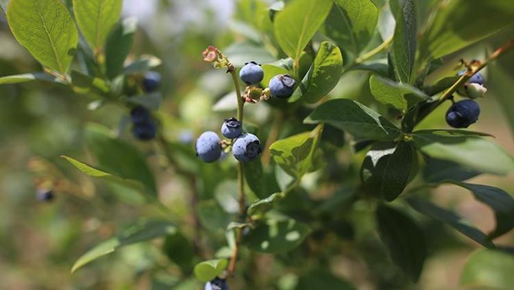 KALP SAĞLIĞI DESTEKÇİSİ, KOLESTEROLÜ DÜŞÜRÜR