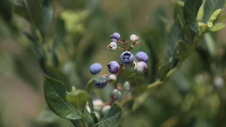 BAĞIRSAK MİKROPLARINI ÖLDÜRÜR