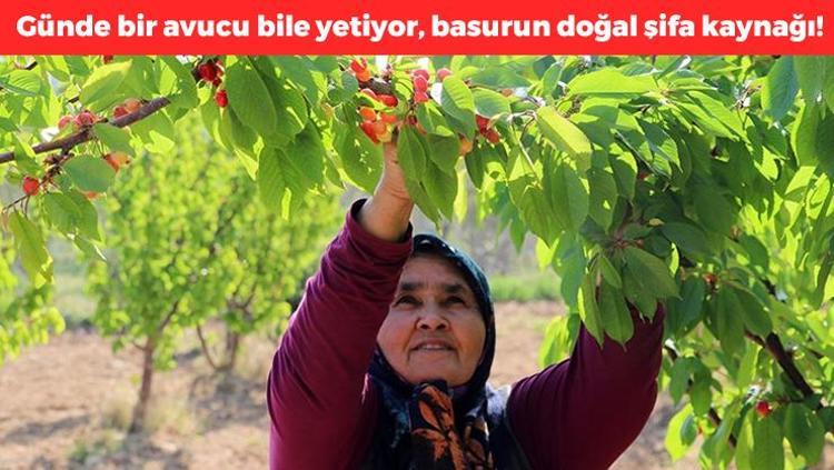 Kütahyadan dünyaya kilo kilo satılıyor Şifa deposu meyvenin kilosu 50 TL, günde bir avuç yiyince felç riskini azaltıyor, vitamin ve mineral depolarını fullüyor, basuru vücuttan kazıyıp atıyor