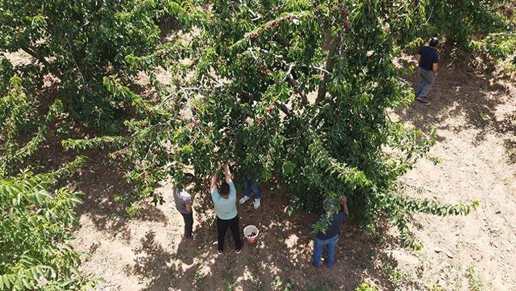 Adanada zorlu hasat başladı, Rusyaya kapış kapış satılıyor Kilosu 140 TL: Suyunu bardak bardak içince damardaki kolesterolü sıfırlıyor Tıkalı damarları yol gibi açan mucize