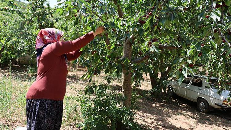 KİRAZ SUYUNUN FAYDALARI NELERDİR