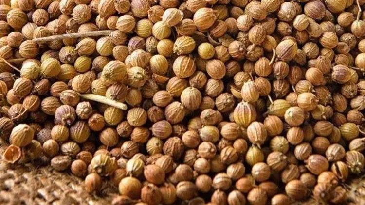 BAĞIŞIKLIK SİSTEMİNİ ÇAKI GİBİ YAPIYOR