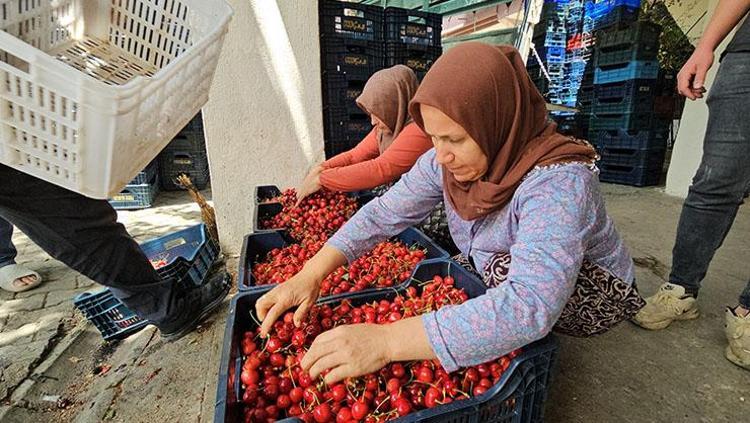 Kuranda da adı geçiyor Adanada hasadı erken tamamlandı: İltihabı kurutup tıkalı damarları açıyor, kolesterolü silip atıyor Doğal tansiyon ilacı