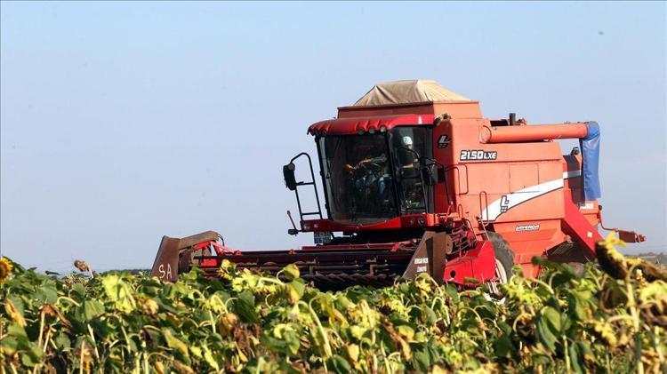 İnegölde hasadı başladı Dünyaya Türkiyeden yayılıyor, kilosu 400 TLden satılıyor