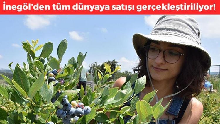 İnegölde hasadı başladı Dünyaya Türkiyeden yayılıyor, kilosu 400 TLden satılıyor