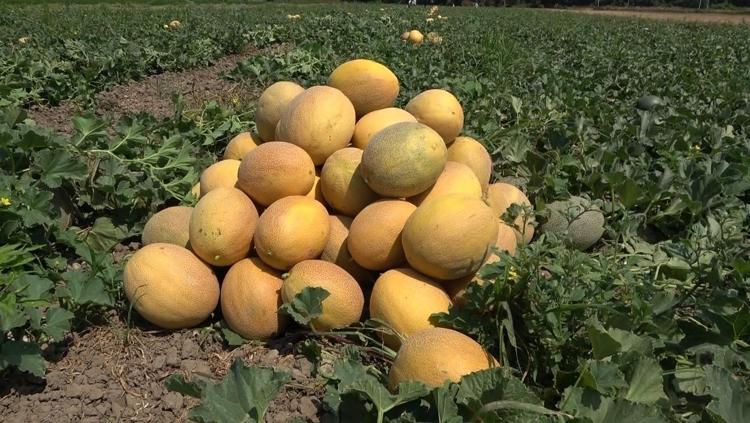 Şeker gibi ürünlerde hasat başladı Kilosu 9 TL: Potasyum depolarını fulleyip tıkalı damarları açıyor Kabızlığın da kökünü kurutuyor