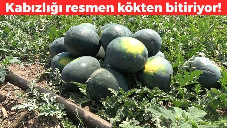 Şeker gibi ürünlerde hasat başladı Kilosu 9 TL: Potasyum depolarını fulleyip tıkalı damarları açıyor Kabızlığın da kökünü kurutuyor