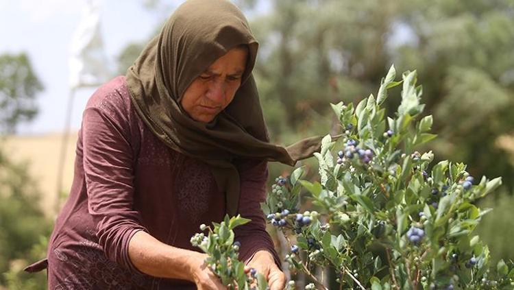 Kurak araziden şifa fışkırdı Dünyaya Türkiyeden yayılıyor, 3 yıldır köyün geçim kaynağı Demir ve çinko zengini, basura da iyi geliyor