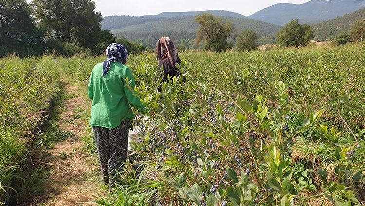 Kurak araziden şifa fışkırdı Dünyaya Türkiyeden yayılıyor, 3 yıldır köyün geçim kaynağı Demir ve çinko zengini, basura da iyi geliyor