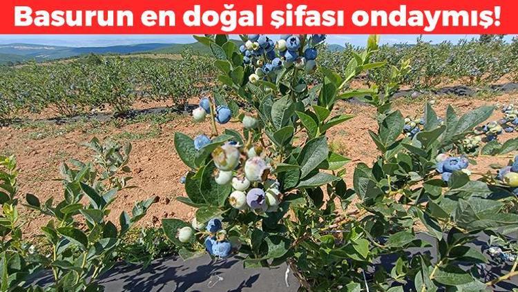 Kurak araziden şifa fışkırdı Dünyaya Türkiyeden yayılıyor, 3 yıldır köyün geçim kaynağı Demir ve çinko zengini, basura da iyi geliyor