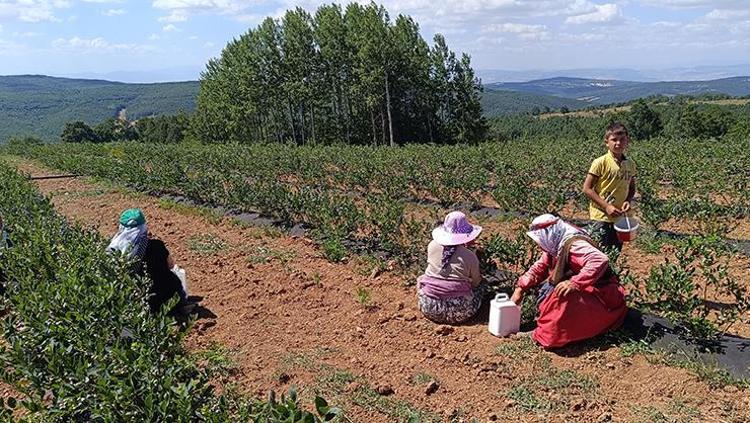 Kurak araziden şifa fışkırdı Dünyaya Türkiyeden yayılıyor, 3 yıldır köyün geçim kaynağı Demir ve çinko zengini, basura da iyi geliyor