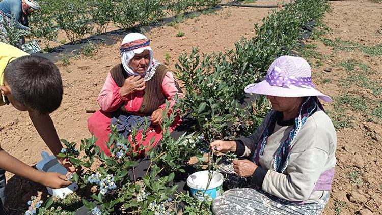 Kurak araziden şifa fışkırdı Dünyaya Türkiyeden yayılıyor, 3 yıldır köyün geçim kaynağı Demir ve çinko zengini, basura da iyi geliyor