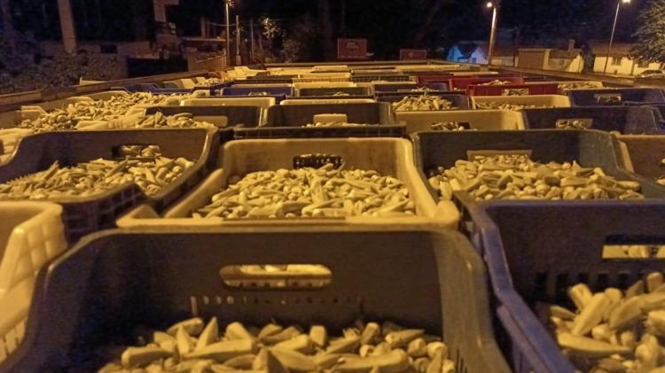Aydında hasadı başladı Kilosu 50 TL: Folat, demir ve C vitamini zengini Kolesterolü düşüren liflerle dolu, yemeklere avuç avuç atın