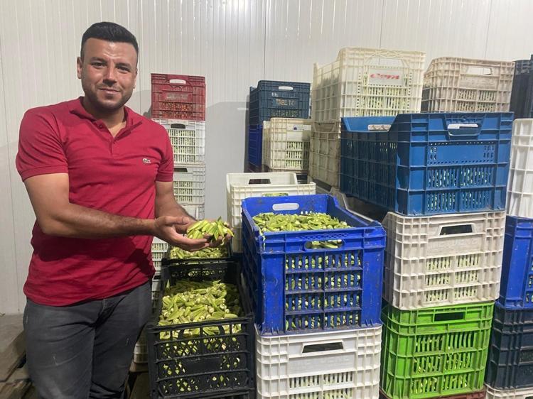 Aydında hasadı başladı Kilosu 50 TL: Folat, demir ve C vitamini zengini Kolesterolü düşüren liflerle dolu, yemeklere avuç avuç atın