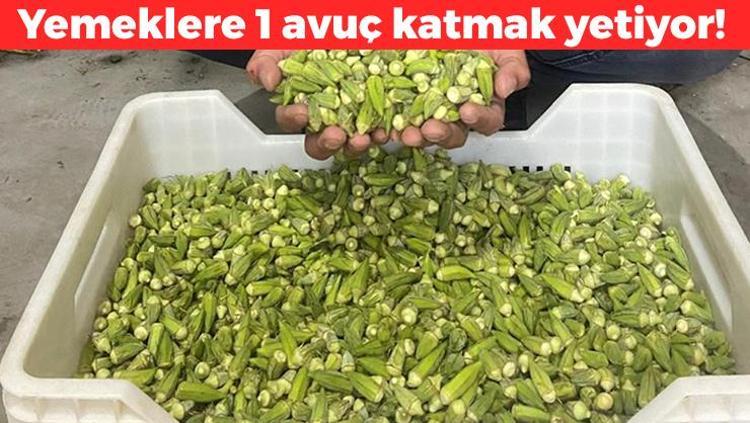 Aydında hasadı başladı Kilosu 50 TL: Folat, demir ve C vitamini zengini Kolesterolü düşüren liflerle dolu, yemeklere avuç avuç atın