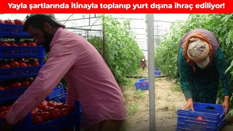 Isparta’da hasat başladı Avrupa ve Arap ülkeleri kapış kapış alıyor: Bağışıklığı çelik gibi güçlendiriyor, kalbi tıkır tıkır çalıştırıyor