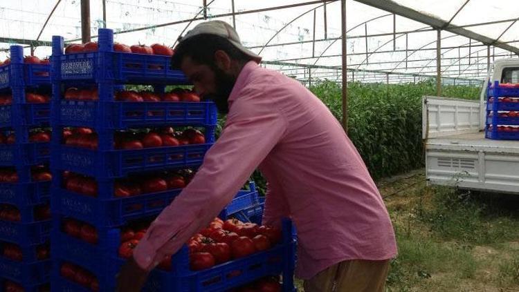 ISPARTA DOMATESİ AVRUPA VE ARAP ÜLKELERİNE İHRAÇ EDİLİYOR