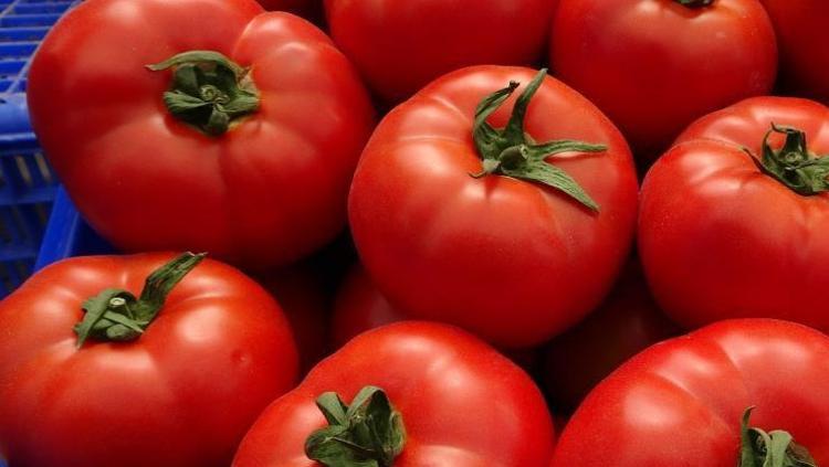“BUGÜNÜN ŞARTLARINDA DOMATESİN KİLOGRAMI 15-16 TL”