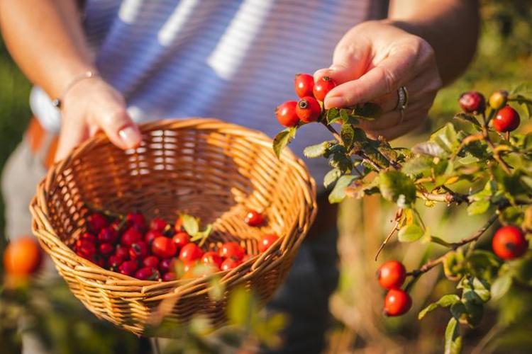 1 kaşığı C vitamininde limonu solluyor Böbrekleri diyalizden kurtarıyor, basura en doğal çare ondaymış Kemik erimesini unutturan mucize