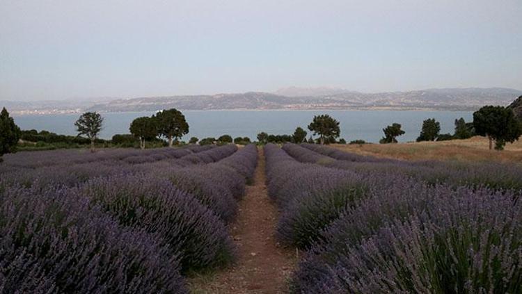 LAVANTA TARLALARINDA BOL BOL FOTOĞRAF ÇEKİN