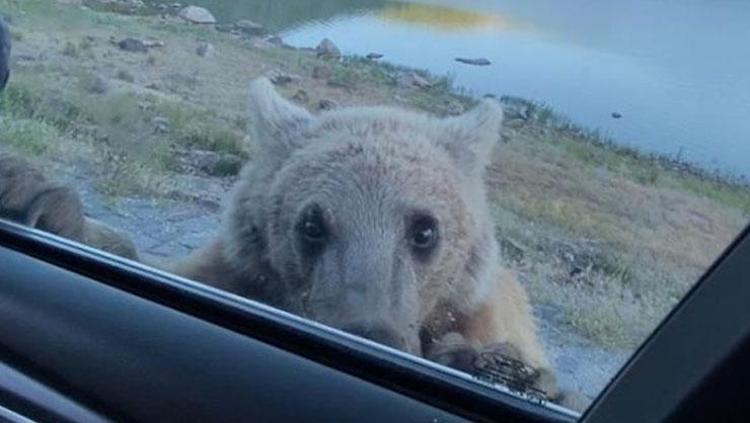 Nemrut Krater Gölü’nü ziyarete gittiler saldırıya uğradılar Korku dolu anlar vatandaşın kamerasına an be an yansıdı
