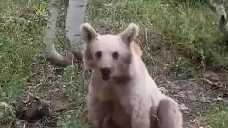 ARACIN KAPISINI AÇAN BOZ AYI TEHLİKESİ