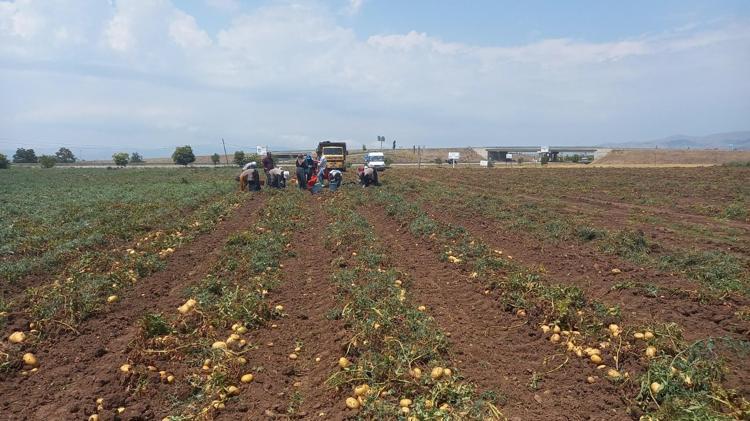 Kilosu 4 TLye düştü Afyonkarahisarda hasadı başladı, herkes kilo kilo alıyor, basurun kökünü kurutuyor, herkes ayıla bayıla yiyor vücuda enerji yüklüyor