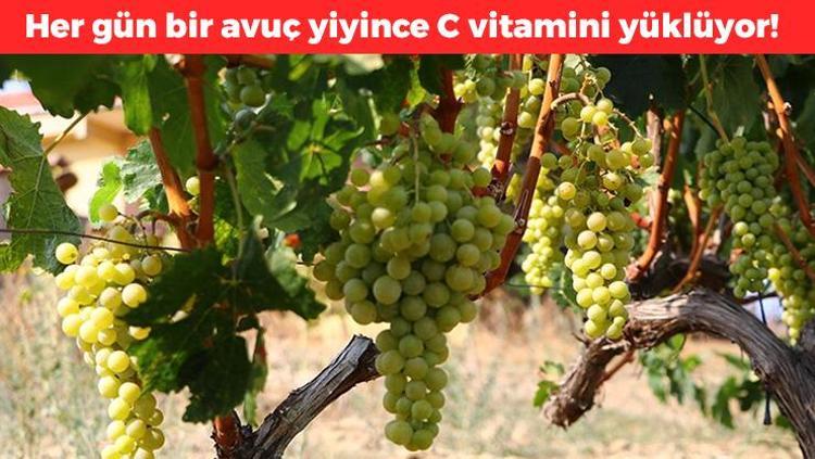 Kilosu 27 TLye düştü Denizlide hasadı başladı, tam bir vitamin deposu, bağırsakları çok hızlı çalıştırıyor, basuru tedavi ediyor