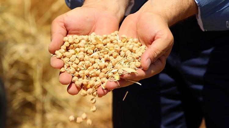 Beyni 30 yaş gençleştiriyor Hafızaya iyi geliyor, unuttum dediklerinizi hatırlatıyor, nitrat depolarını fullüyor