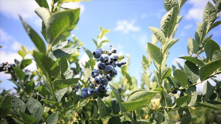 Beyni 30 yaş gençleştiriyor Hafızaya iyi geliyor, unuttum dediklerinizi hatırlatıyor, nitrat depolarını fullüyor
