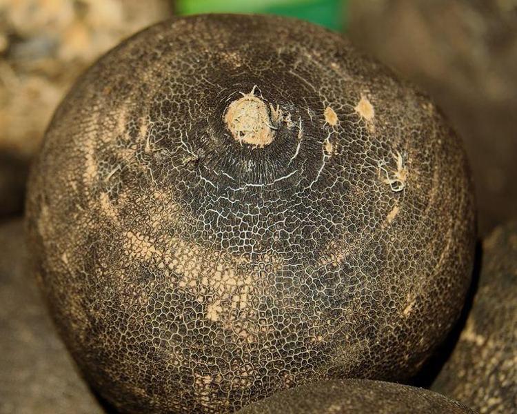 TURPGİLLER (BROKOLİ, KARNABAHAR, BRÜKSEL LAHANASI)