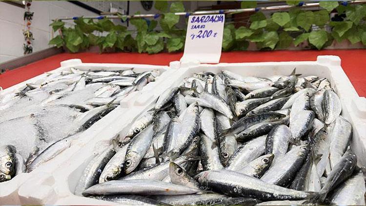 Kilosu 200 TL’den satılıyor Çanakkale’de en yağlı ve kaliteli dönemi yaşanıyor: Omega-3 depolarını fullüyor, vücudu hastalıklara karşı koruyor