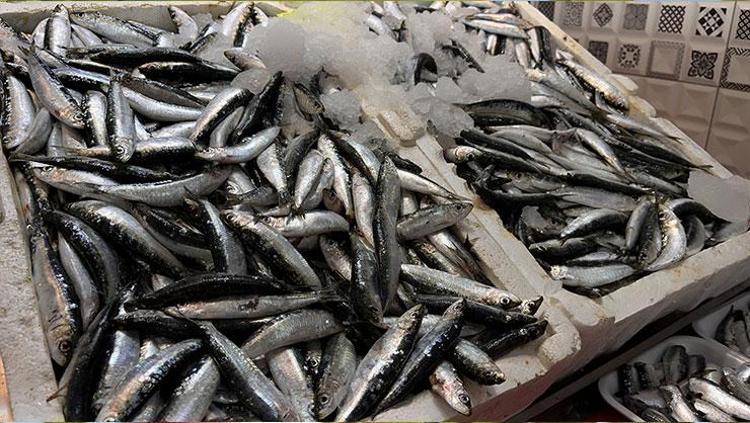 Kilosu 200 TL’den satılıyor Çanakkale’de en yağlı ve kaliteli dönemi yaşanıyor: Omega-3 depolarını fullüyor, vücudu hastalıklara karşı koruyor