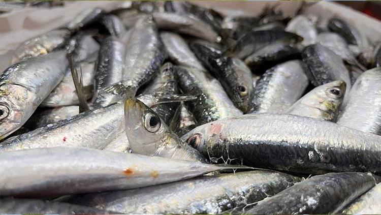 KİLOSU 100-200 TL ARASINDA