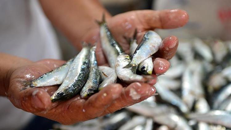 SARDALYA BALIĞININ FAYDALARI