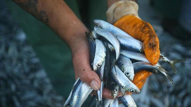 OMEGA-3 YAĞ ASİTLERİ VE KALP SAĞLIĞI BAĞLANTISI