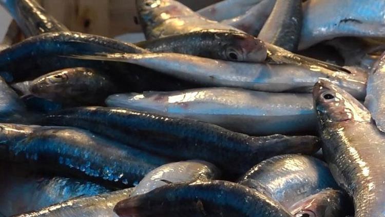 TAM BİR PROTEİN KAYNAĞI