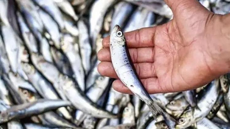 İLTİHAP AZALTICI ETKİYE SAHİP