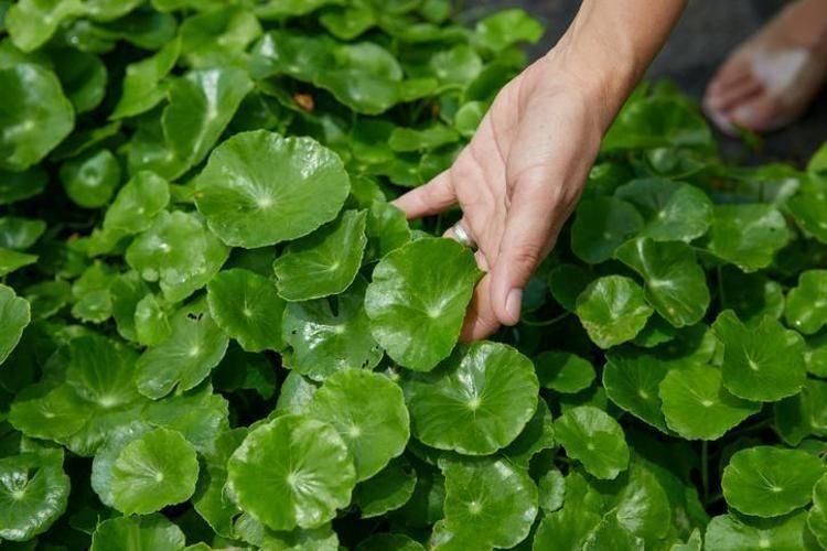 Kaşık kaşık yiyin, cilde içten kolajen yükleyip tek gecede 10 yaş gençleştiriyor Güneş lekelerini de silgi gibi siliyor