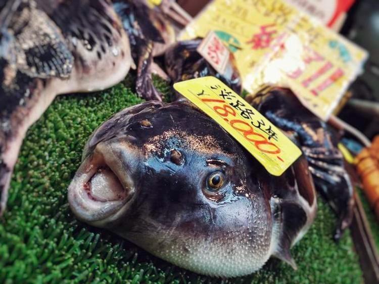 Fugu (Balon balığı)
