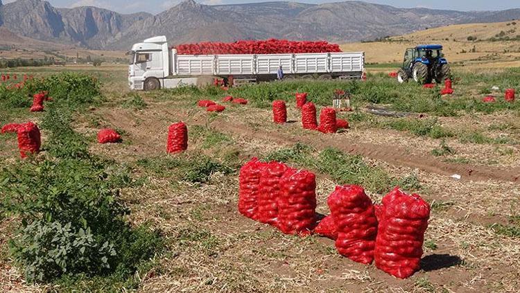 Kilosu 4 TL ama pazarda 3 katına satılıyor Mantarın kökünü kazıyor, doğal şeker ilacı Karaciğeri yeniden doğmuş gibi yapıyor